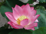 LotusFlower.jpg